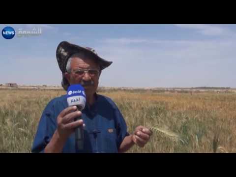 بالفيديو شاهد تجربة رائدة في زراعة القمح في أم الجياف