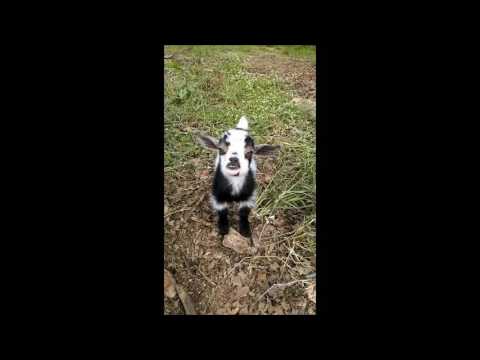 شاهد عنزة تبتسم للكاميرا عند تصويرها