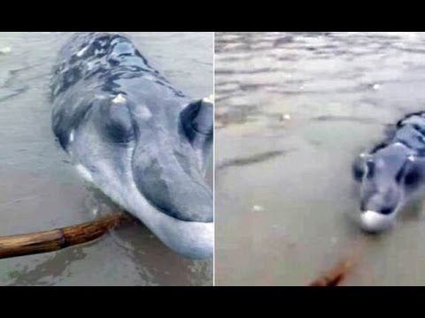 شاهد صياد صيني يعثر على مخلوق غامض