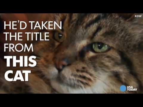 أكبر قط في العالم يموت قبل استلام جائزته