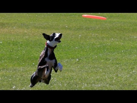 كلب يدخل جينيس بالتقاط طبق طائر على مسافة 122 مترًا