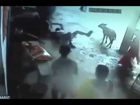 بالفيديو بقرة تحمى فتاة هندية من القتل على يد والدها