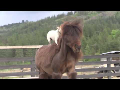 شاهد كلبة تتعلم الفروسية على ظهر حصانها