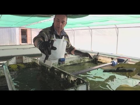 طحالب السبيرولينا كنز غذائي من أفريقيا إلى العالم