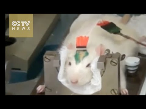 ذبذبات الهاتف المحمول تصيب بالسرطان