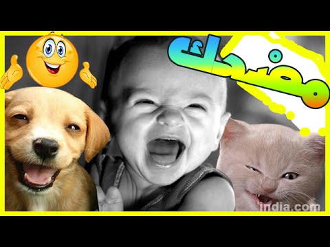 شاهد تجميع مجموعة من المقاطع الكوميدية المسلية