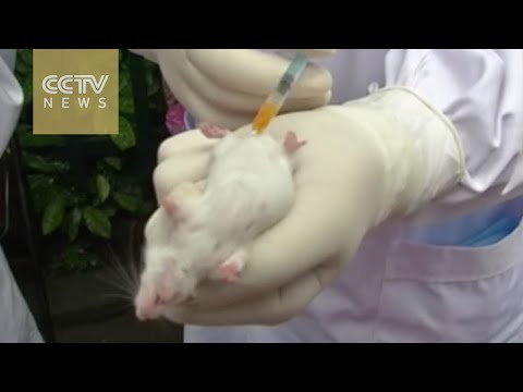 ما فعله العلماء في فأر تجارب لإثبات خطورة التدخين