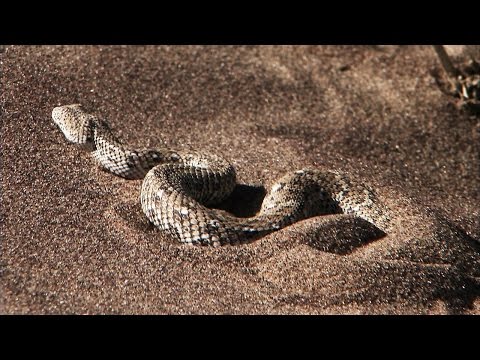 بالفيديو خداع رهيب من ثعبان لضحيته قبل افتراسها