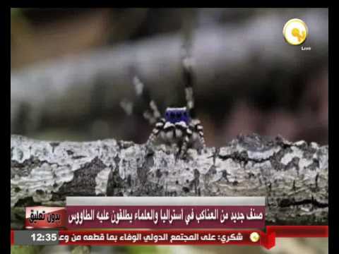 بالفيديو اكتشاف نوع جديد من العناكب في أستراليا