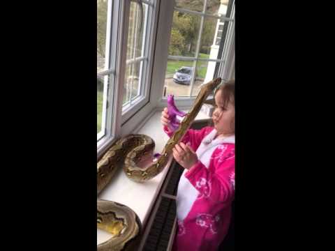 بالفيديو طفلة صغيرة تحتضن ثعبانًا ضخمًا دون خوف