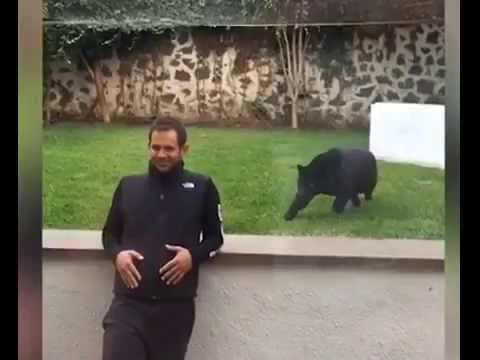 بالفيديو نمر أميركي يهاجم رجلا