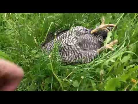 بالفيديوشاهد دجاجة ماكرة تدعي الموت