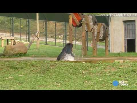 بالفيديو  تعرف على أسعد دب فى العالم