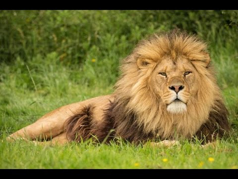 بالفيديو  أسد يهاجم طفل فى حديقة حيوان يابانية