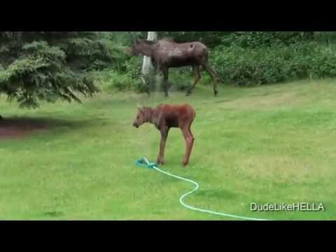 صغير الموظ يلهو بالمياه داخل حديقة منزل