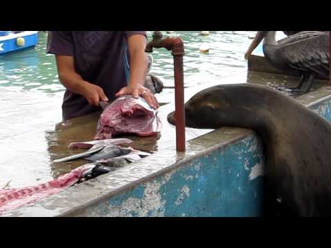 صياد ينتزع رأس سمكة من حلق بجعة