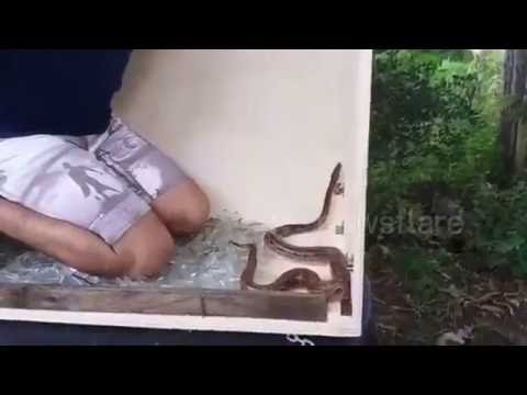 شاهد رد فعل برازيلي داخل صندوق به ثعبان سام
