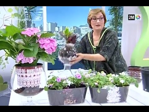 بالفيديو شاهد بعض النصائح لإعطاء جمالية أكثر للنباتات المنزلية