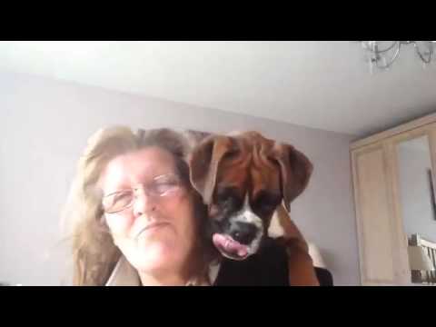 جرو يحمي صاحبته من مجفف الشعر