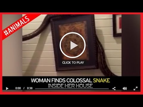 شاهد ثعبان ضخم يقتحم غرفة النوم