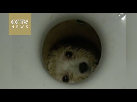 شاهد رجال الإطفاء ينقذون كلب من مرحاض