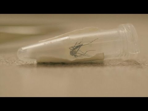 مشروع هاجس لرصد الفيروسات قبل انتشارالعدوى