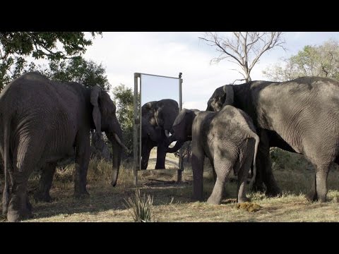 شاهد رد فعل الأفيال عند رؤية صورتها في المرآة