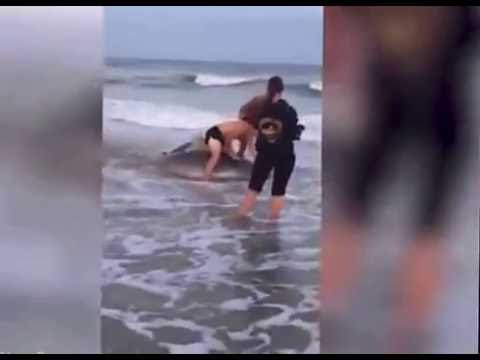 بالفيديو  ضابط بحرية يمسك قرشًا بيديه