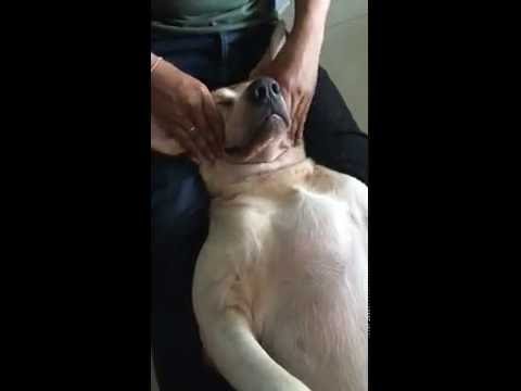 شاهد جلسة تدليك لكلب