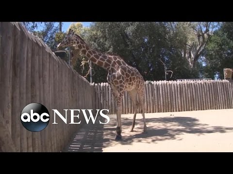 بالفيديو زرافة ترتدي حذاءً طبيًا ليخفف معاناتها من آلام المفاصل