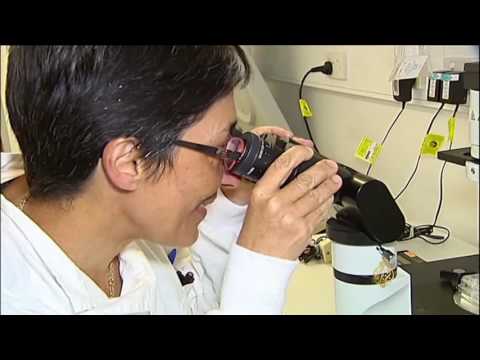 غضاريف البقر علاج بديل لمرضى التهاب المفاصل