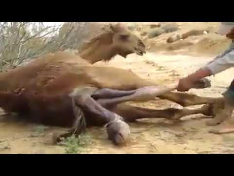شاهد عجائب قدرة الله في ولادة أنثى الجمل