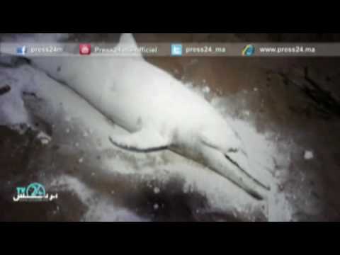 شاهد لفظت مياه شاطئ عين الذئاب سمكة دلفين بشكل غريب