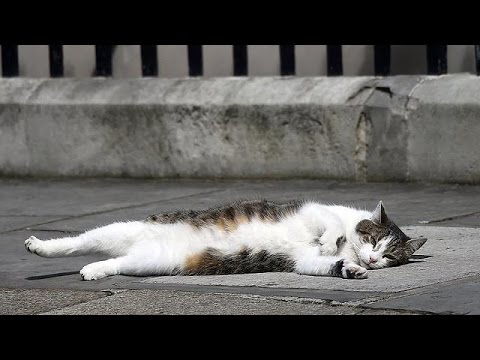 رؤساء وزراء بريطانيا يتغيرون والقط لارى باقٍ فى منصبه