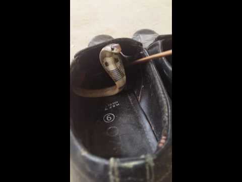 بالفيديو رجل يعثر على ثعبان كوبرا داخل حذائه