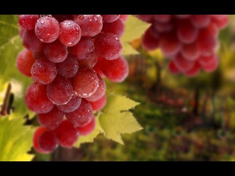 بالفيديو دراسات تؤكّد أن العنب يقوي النظر ويقلل من الإصابة بالعمى