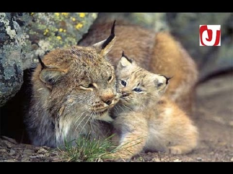 شاهد  ولادة أصناف جديدة من الحيوانات في حديقة الحيوانات في الرباط