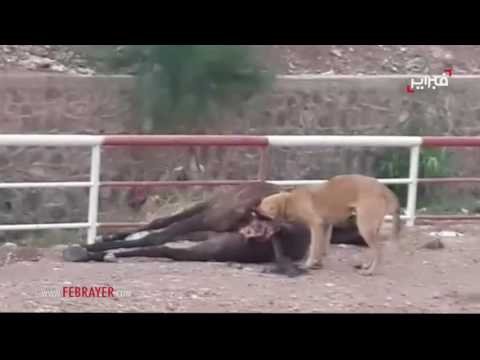 فيديو كلب ينهش حصانا ميتا في مراكش