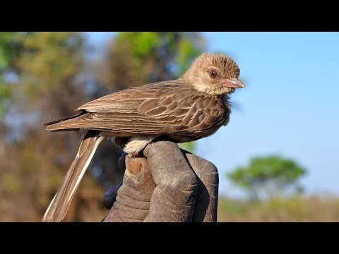 شاهد عصفور يساعد البشر في موزمبيق
