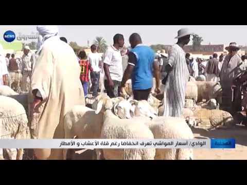 أسعار المواشي تعرف انخفاضًا في الجزائر