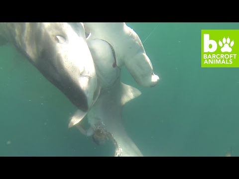 بالفيديو  سمكة قرش تأكل قريبتها أمام كاميرا قارب صيد