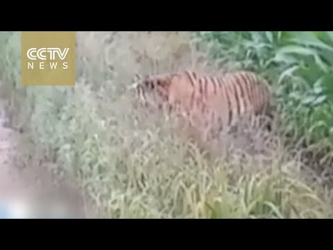 بالفيديو  سائق يعثر على نمر سيبيري نادر جدًا بالصدفة