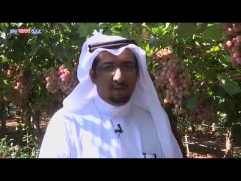 بالفيديو القطاع الزراعي يخطط لتحفيز الإنتاج في المملكة العربية السعودية