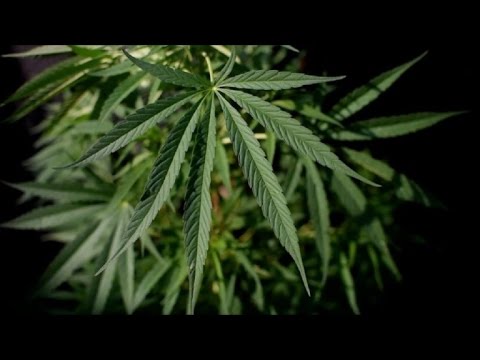 شاهد كولومبيا تسعى إلى التميُّز في سوق القنب الهندي المستخدم في العلاج