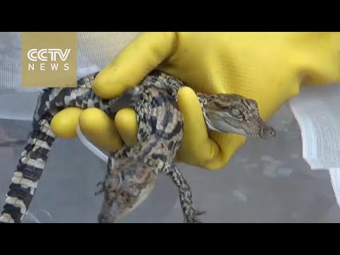 شاهد الشرطة الصينية تعثر على 400 تمساح مخطوف داخل منزل