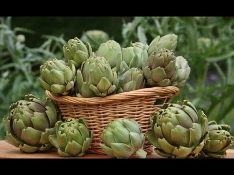 بالفيديو  تعرف على فوائد الأرضي شوكي للكبد والمرارة