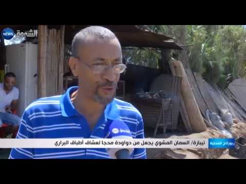 السمان المشوي يجعل من دواودة محجا لعشاق أطباق البراري