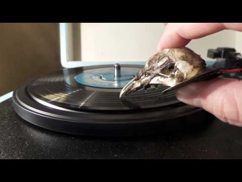 بريطانى يُشغّل غرامافون بجمجمة طائر نورس