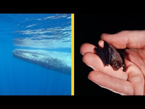 شاهد مقارنة بين أضخم وأصغر الحيوانات على سطح الأرض
