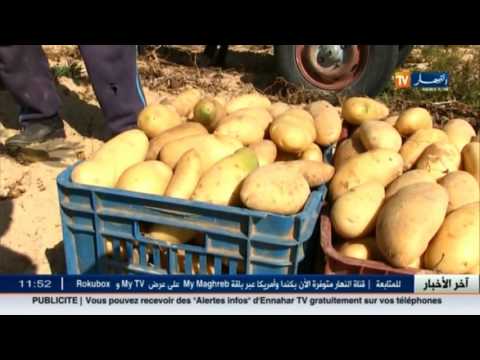 بالفيديو تصدير المنتجات الفلاحية خطوات بطيئة تنتظر تحرك الحكومة